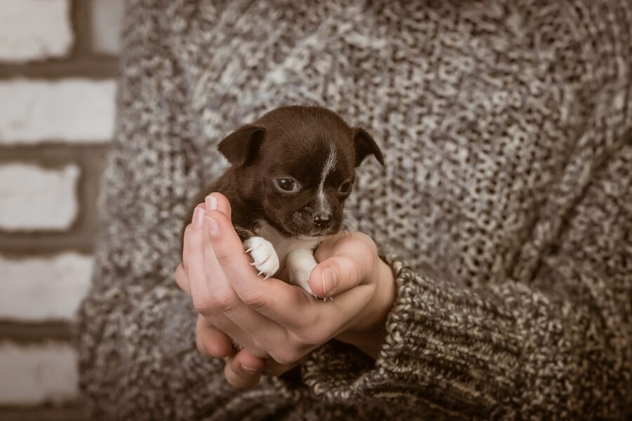 How to welcome home your new puppy or kitten