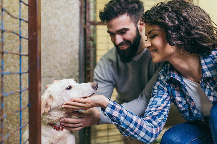 How to Make a Rescued Dog Feel at Ease