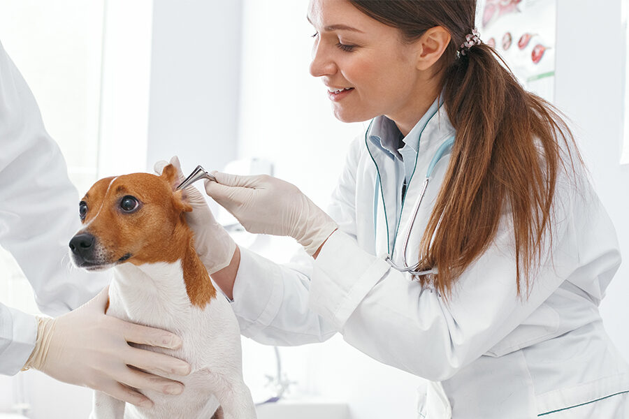 Ear Mites in Dogs