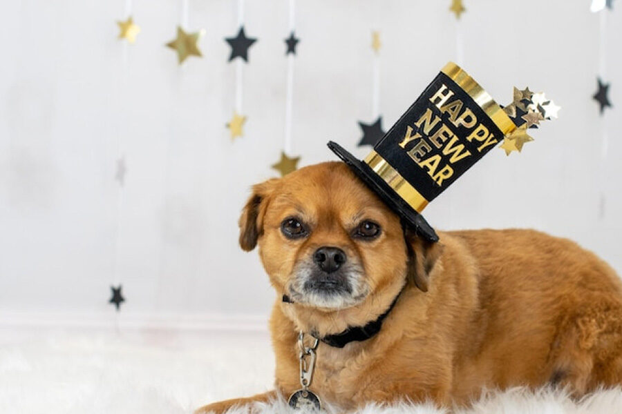 New Year Resolutions for Pets & Their Parents
